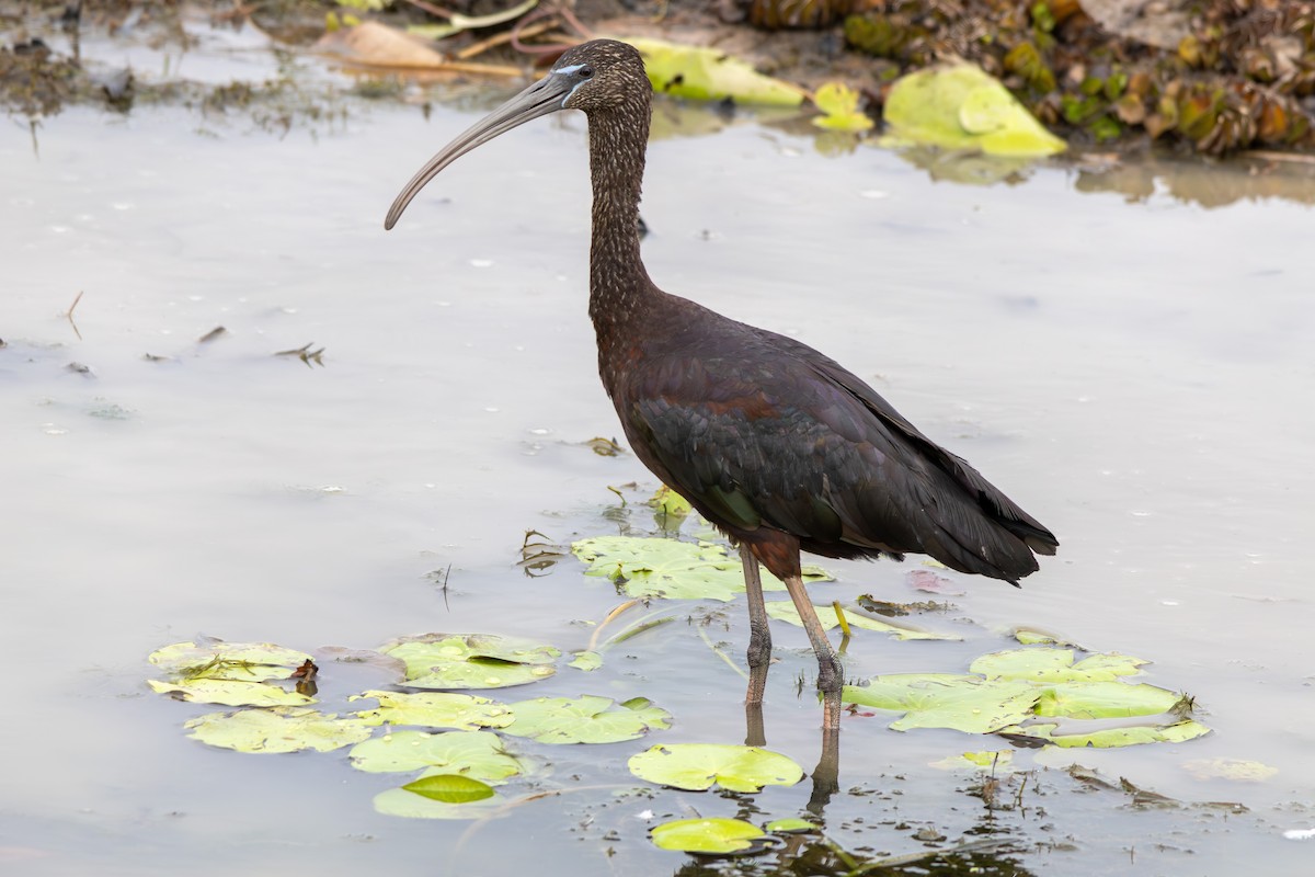 Glossy Ibis - ML643175147