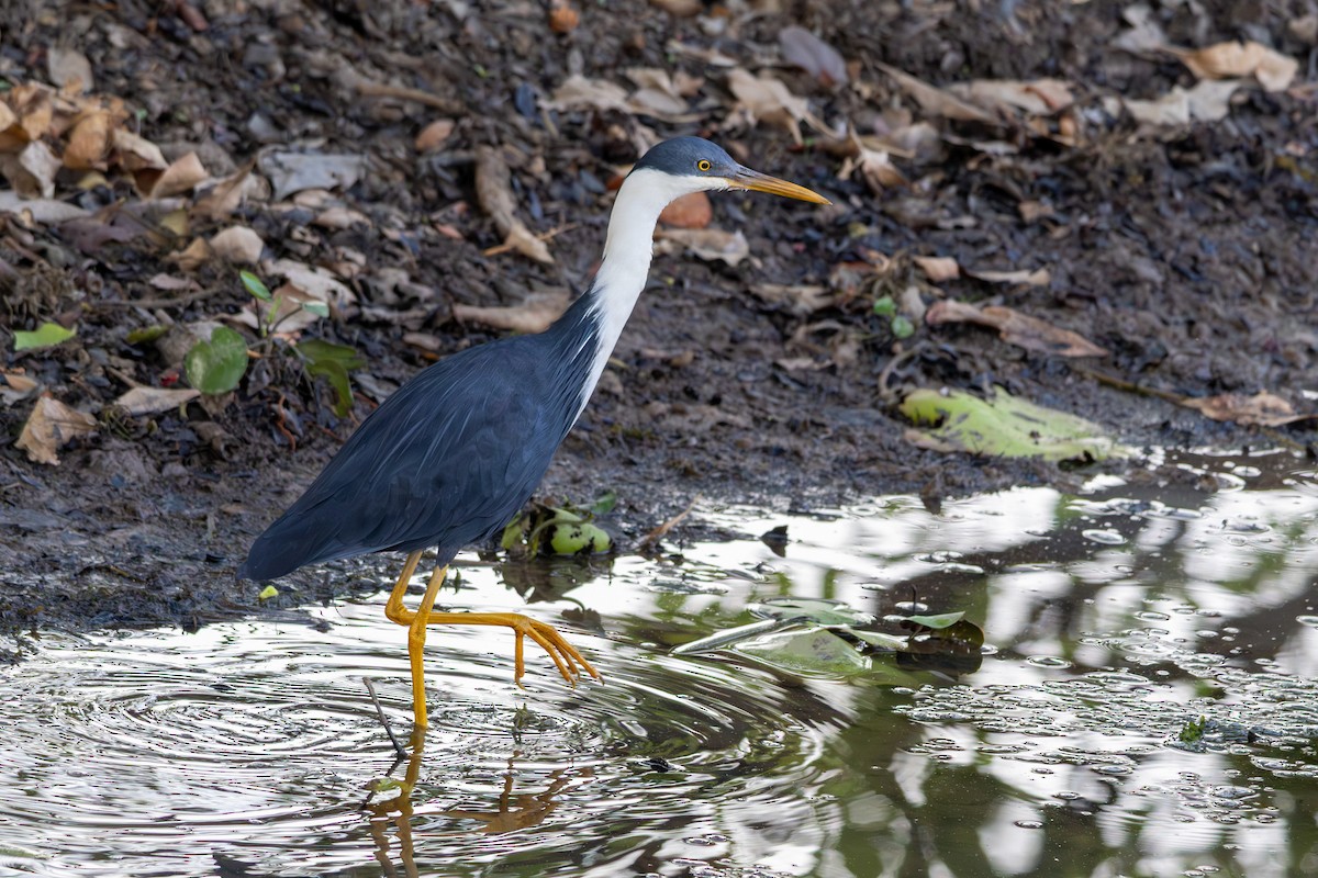 Pied Heron - ML643175148