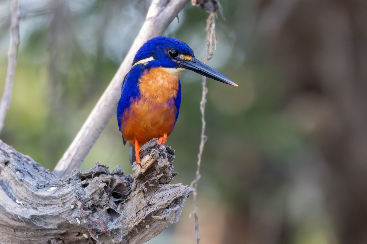 Azure Kingfisher - ML643175151