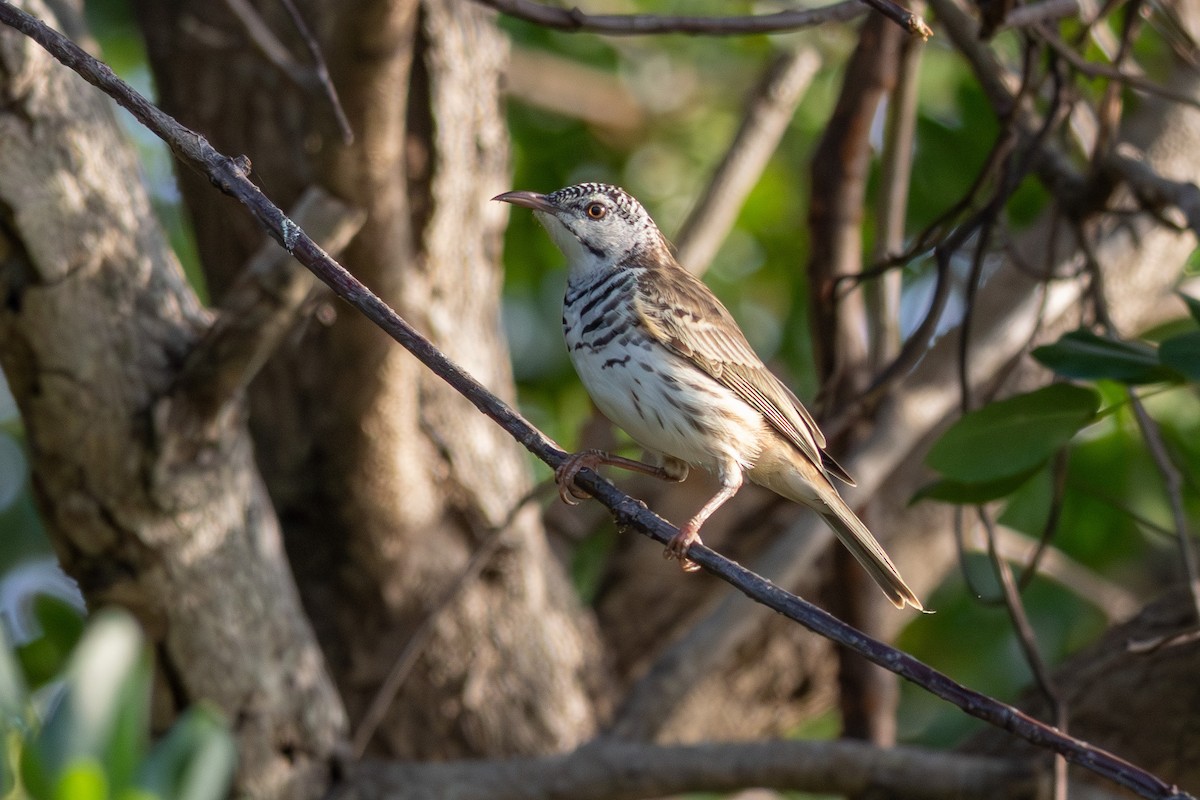 Bar-breasted Honeyeater - ML643175156