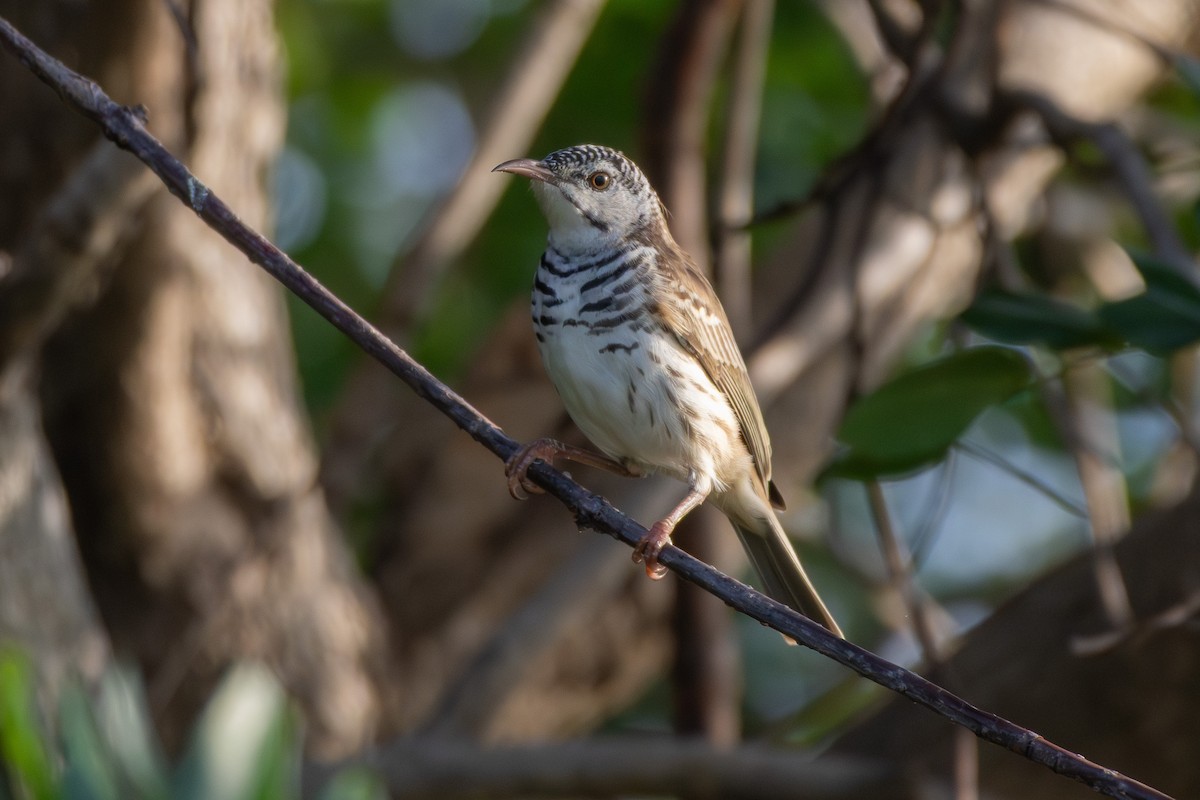 Bar-breasted Honeyeater - ML643175157