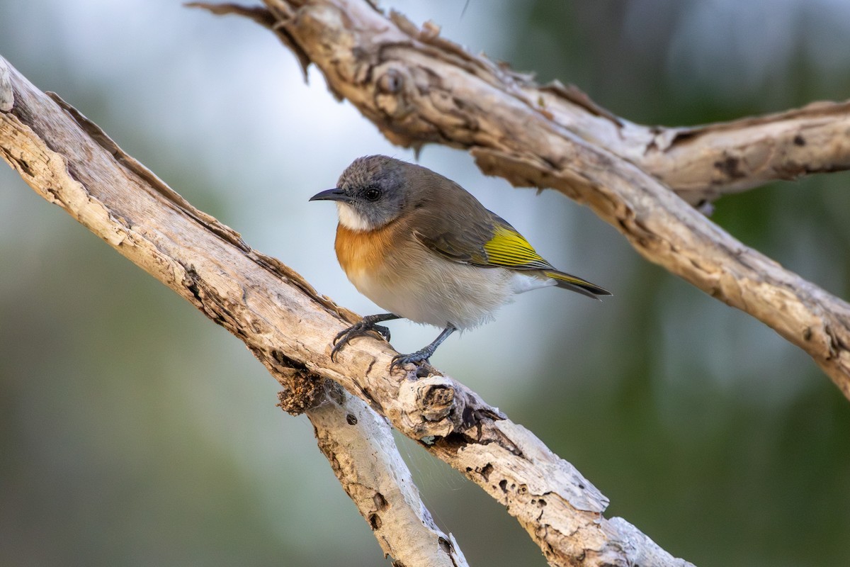 Rufous-banded Honeyeater - ML643175163