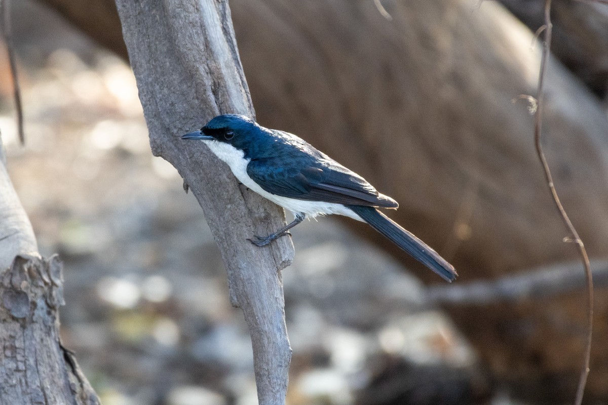 Paperbark Flycatcher - ML643175164