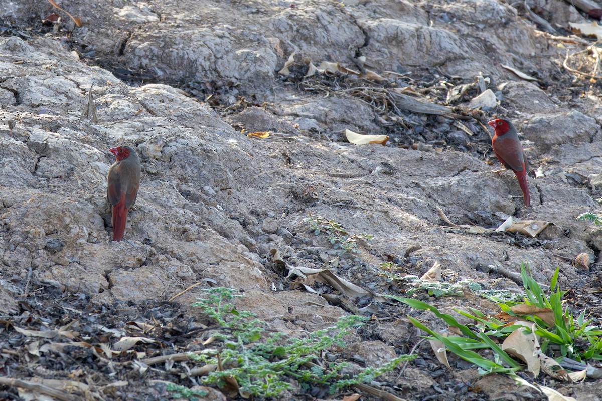 Crimson Finch (Black-bellied) - ML643175168