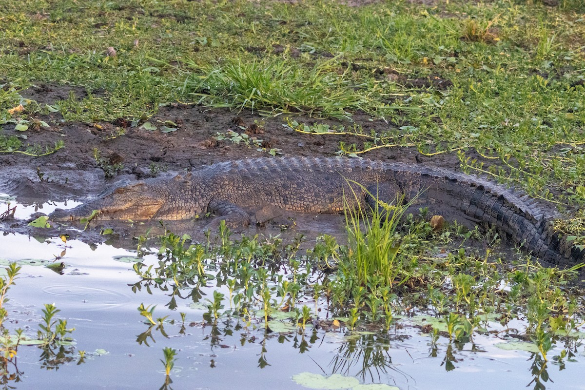 Saltwater Crocodile - ML643175170