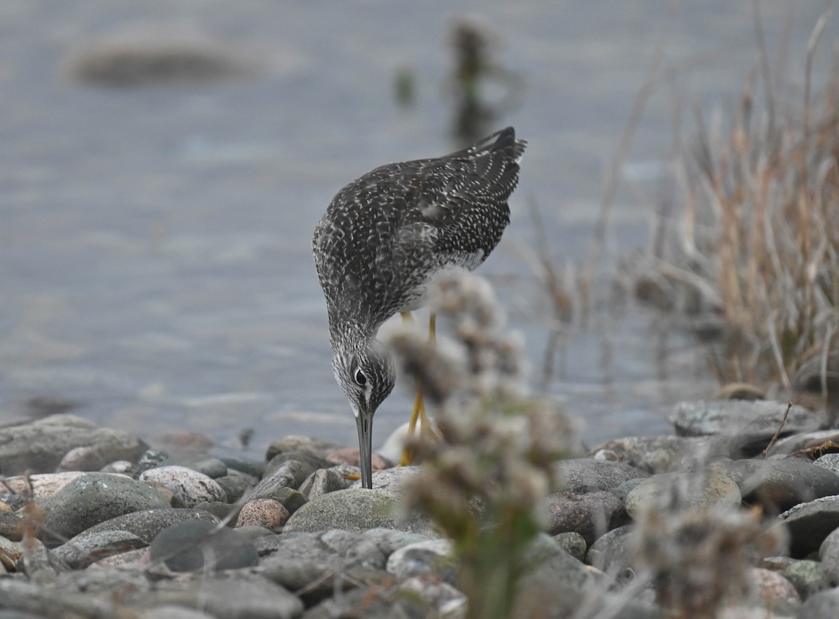 Greater Yellowlegs - ML643175173