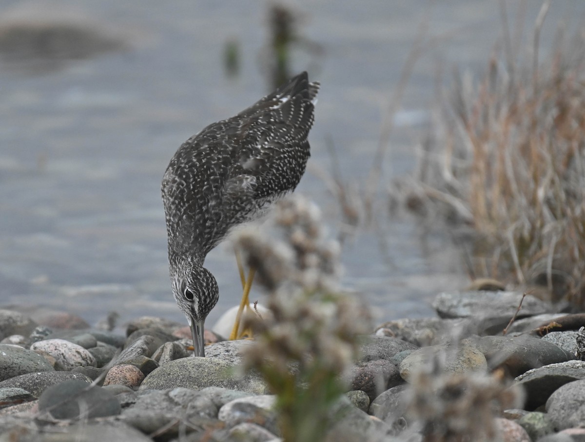 Greater Yellowlegs - ML643175174