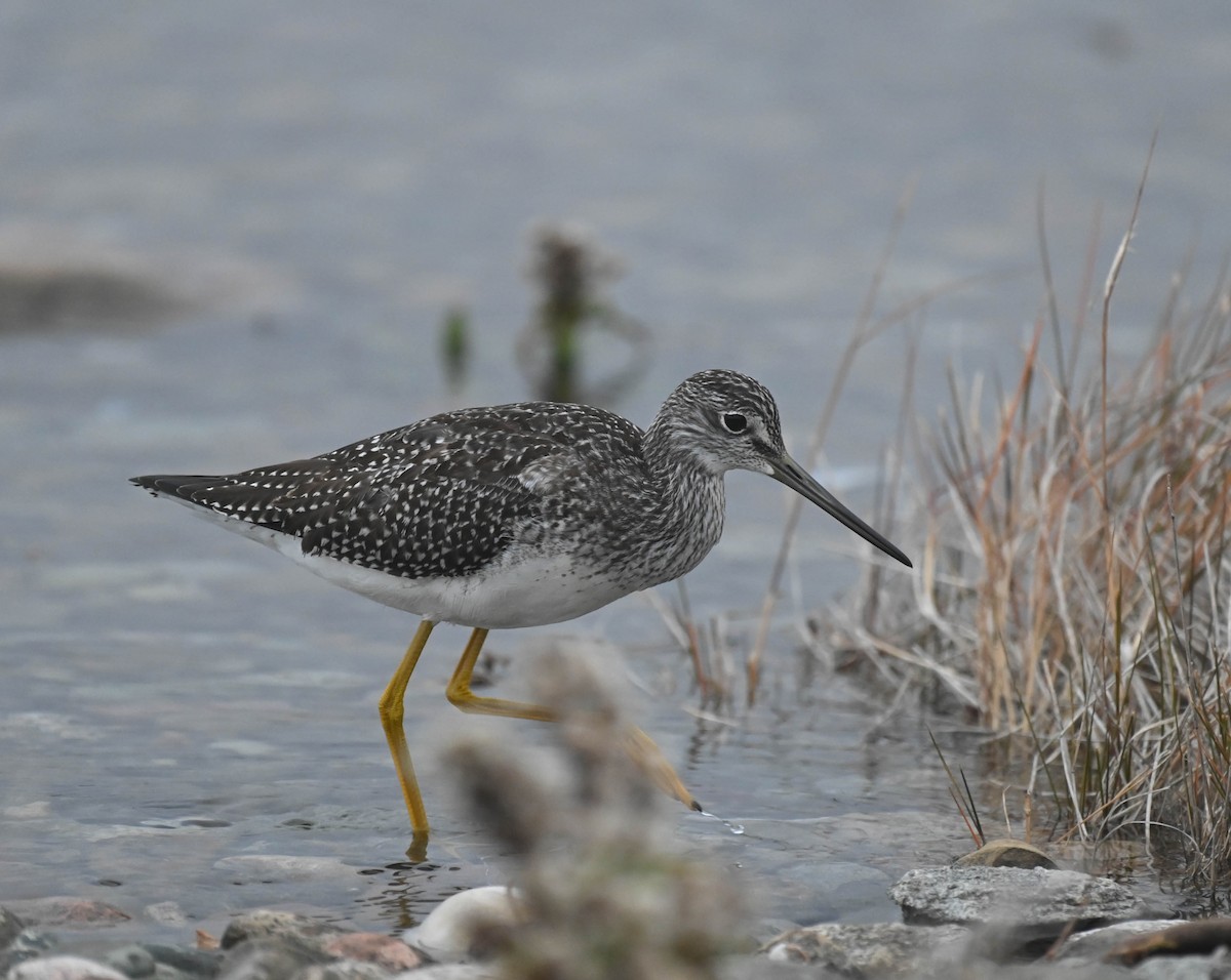 Greater Yellowlegs - ML643175175