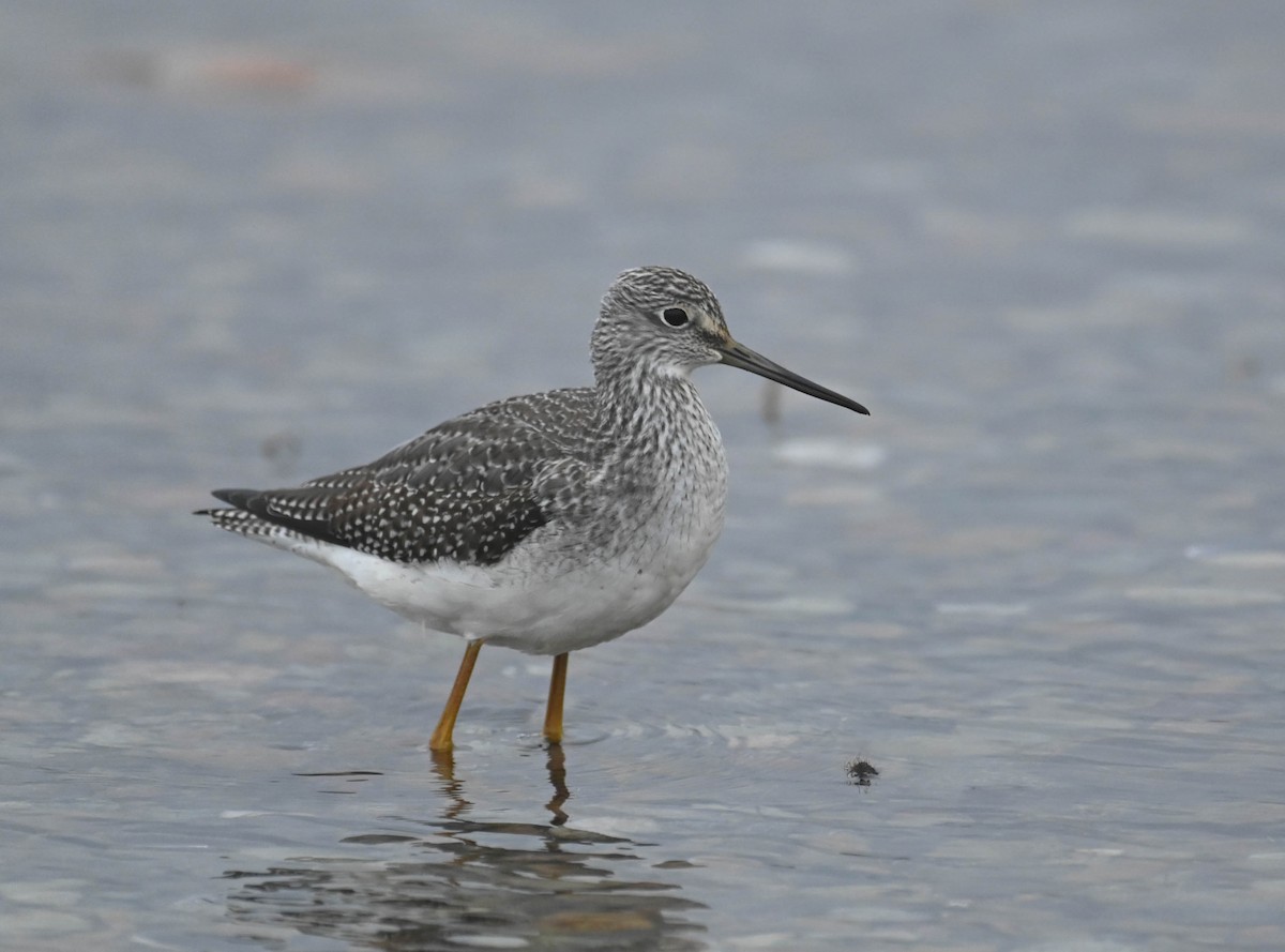 Greater Yellowlegs - ML643175176