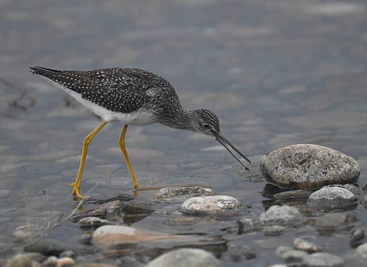 Greater Yellowlegs - ML643175177