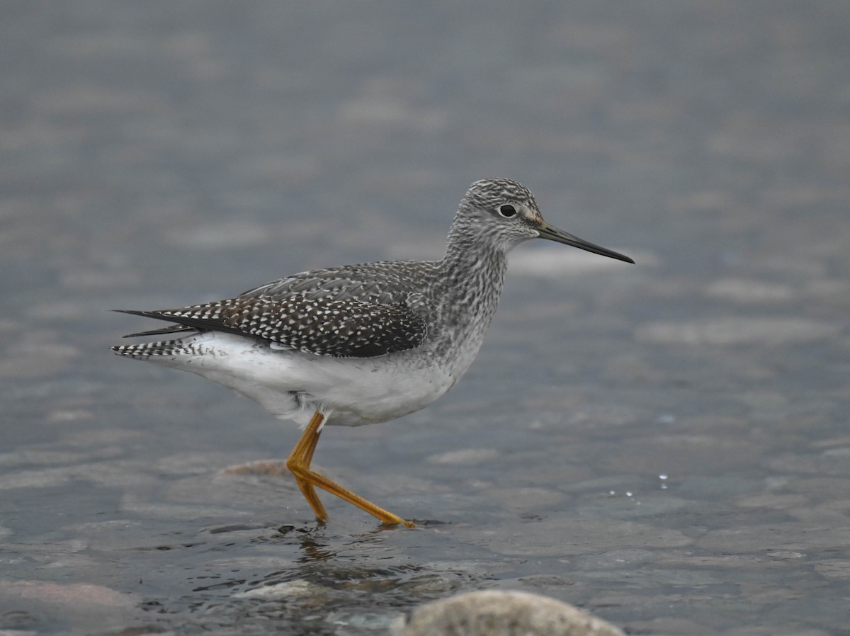 Greater Yellowlegs - ML643175178