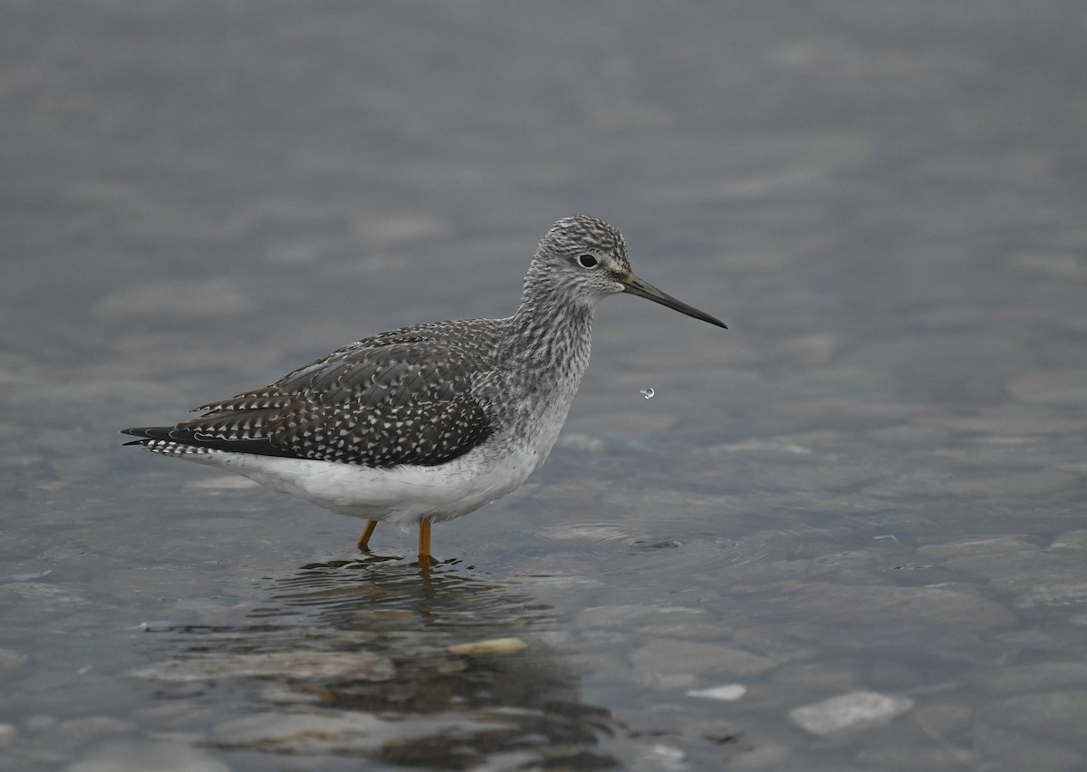 Greater Yellowlegs - ML643175179