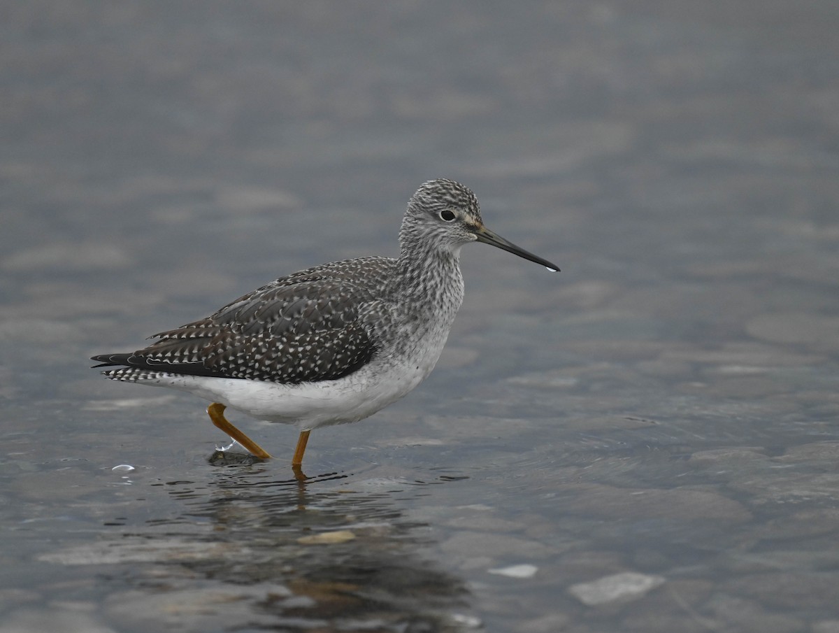 Greater Yellowlegs - ML643175180