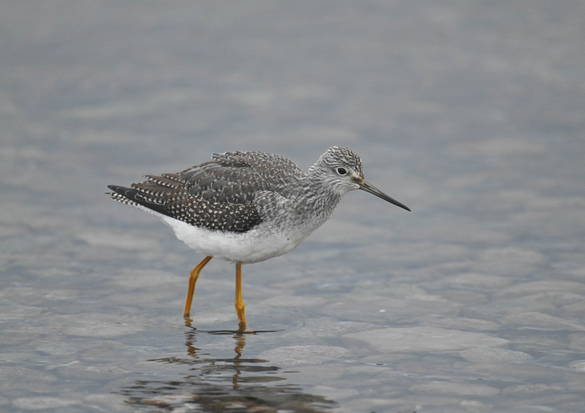 Greater Yellowlegs - ML643175181