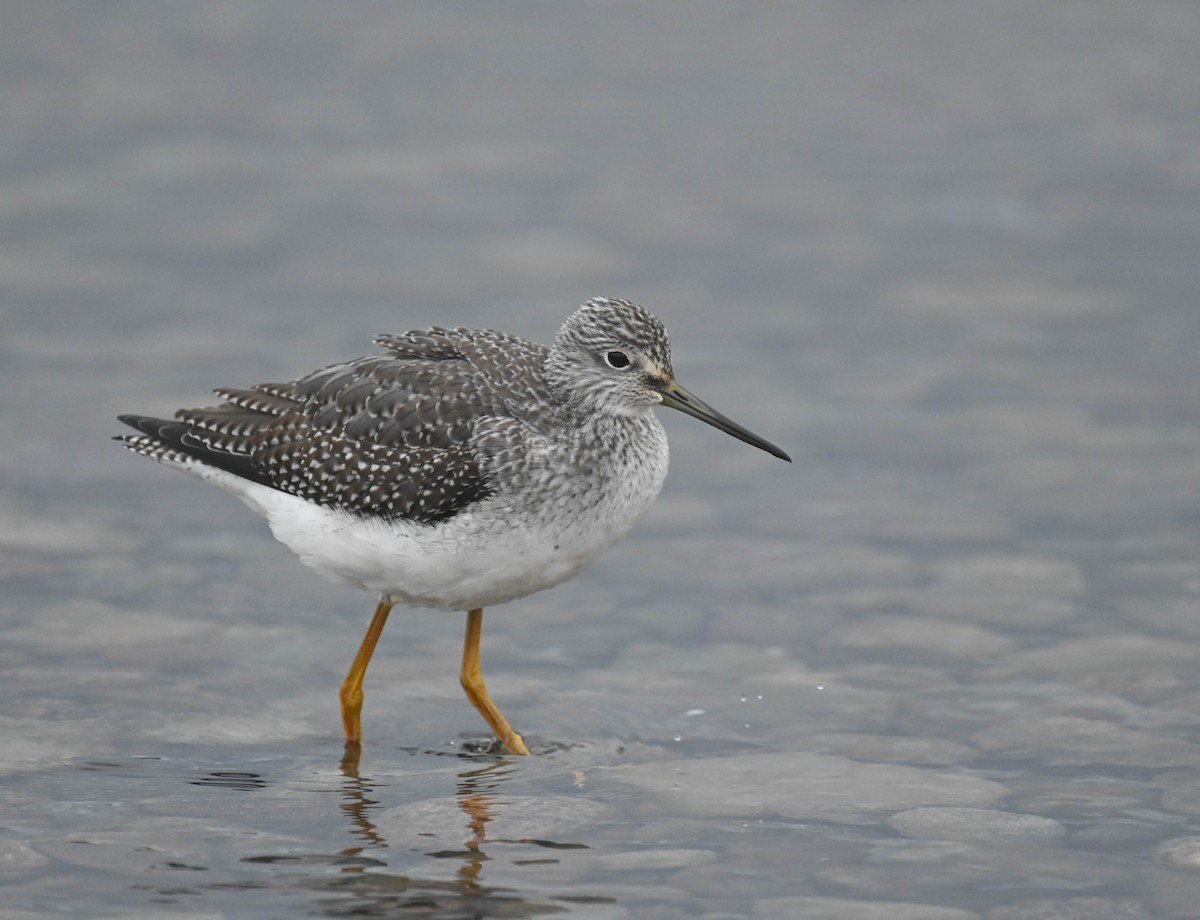 Greater Yellowlegs - ML643175182