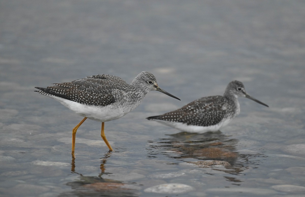 Greater Yellowlegs - ML643175183