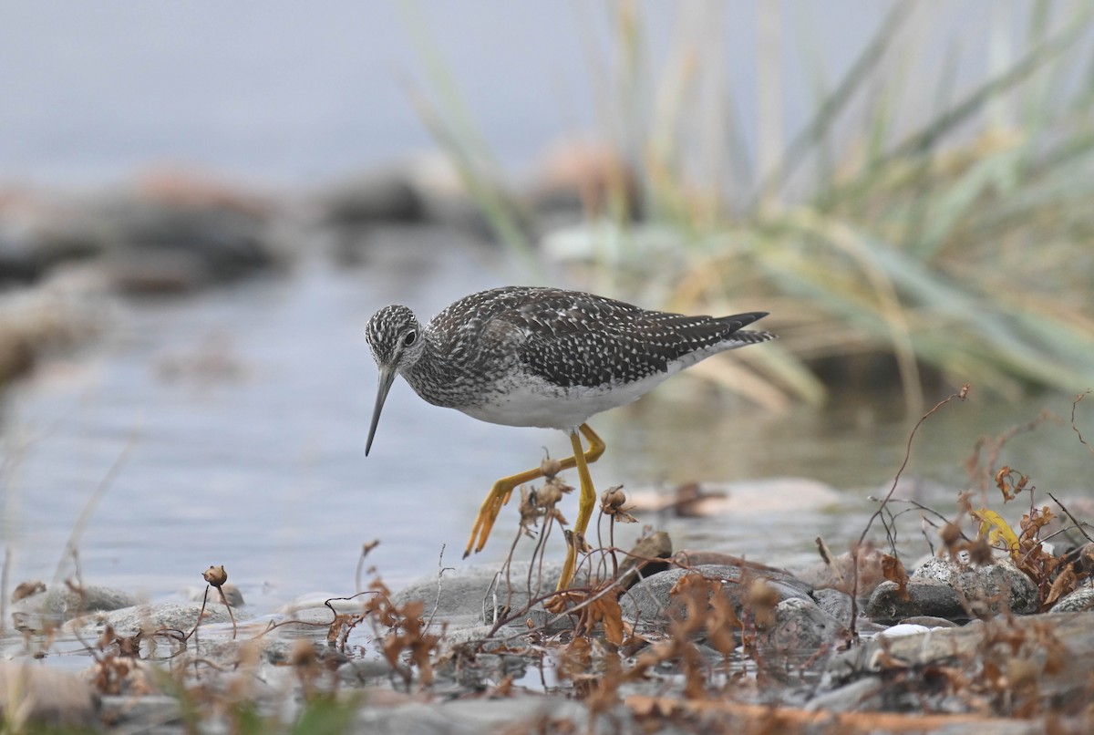 Greater Yellowlegs - ML643175184
