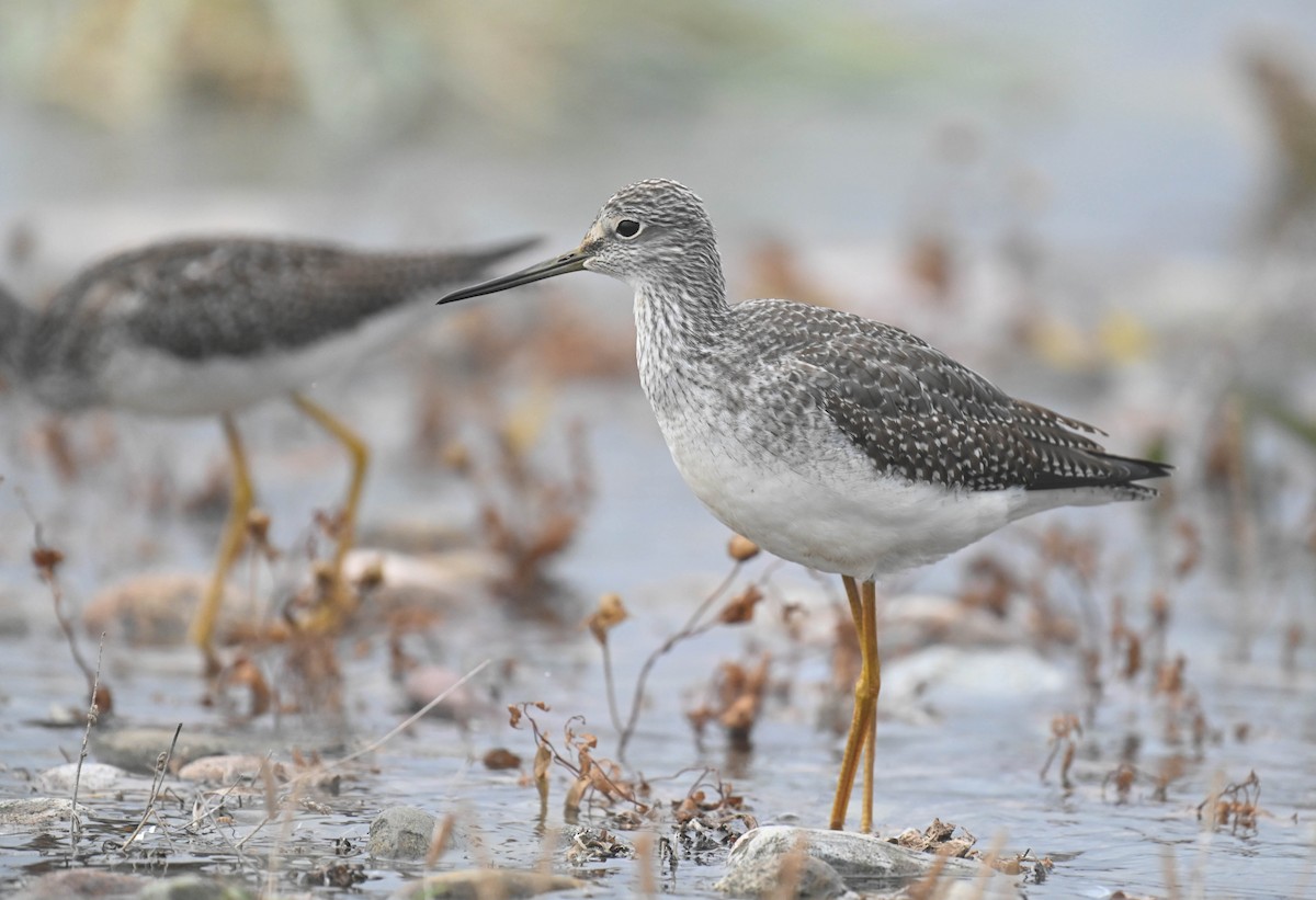 Greater Yellowlegs - ML643175185