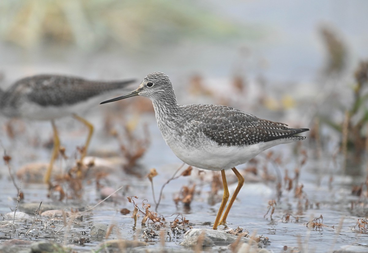Greater Yellowlegs - ML643175186