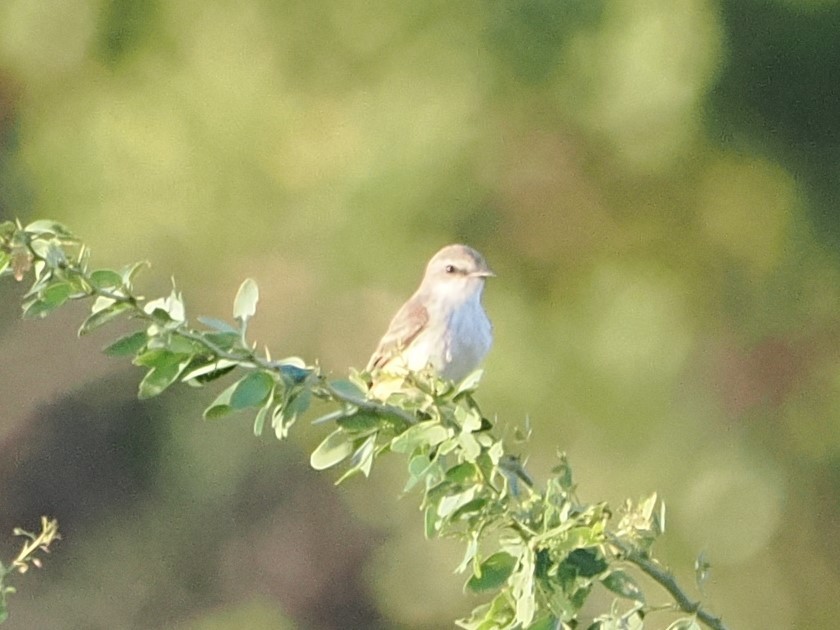 Vermilion Flycatcher - ML643175188