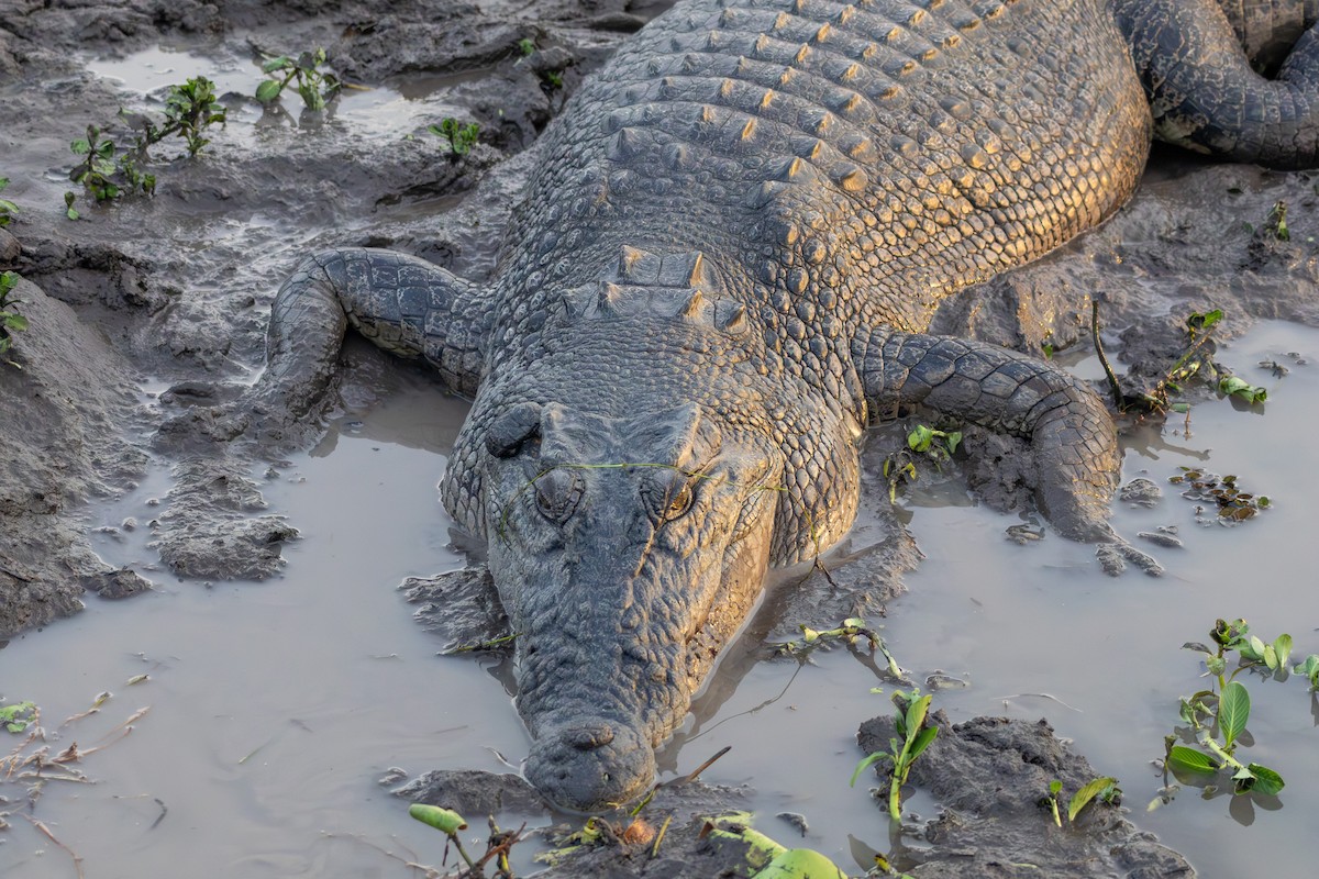 Saltwater Crocodile - ML643175189
