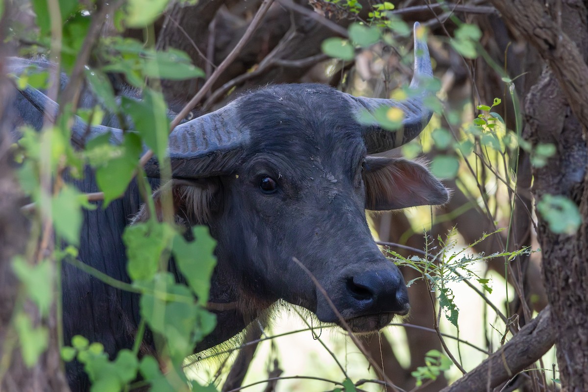 Domestic Water Buffalo - ML643175190