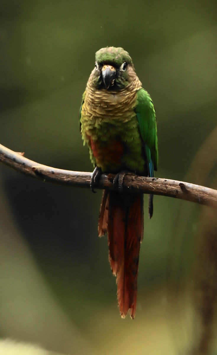 Maroon-bellied Parakeet - ML643175191