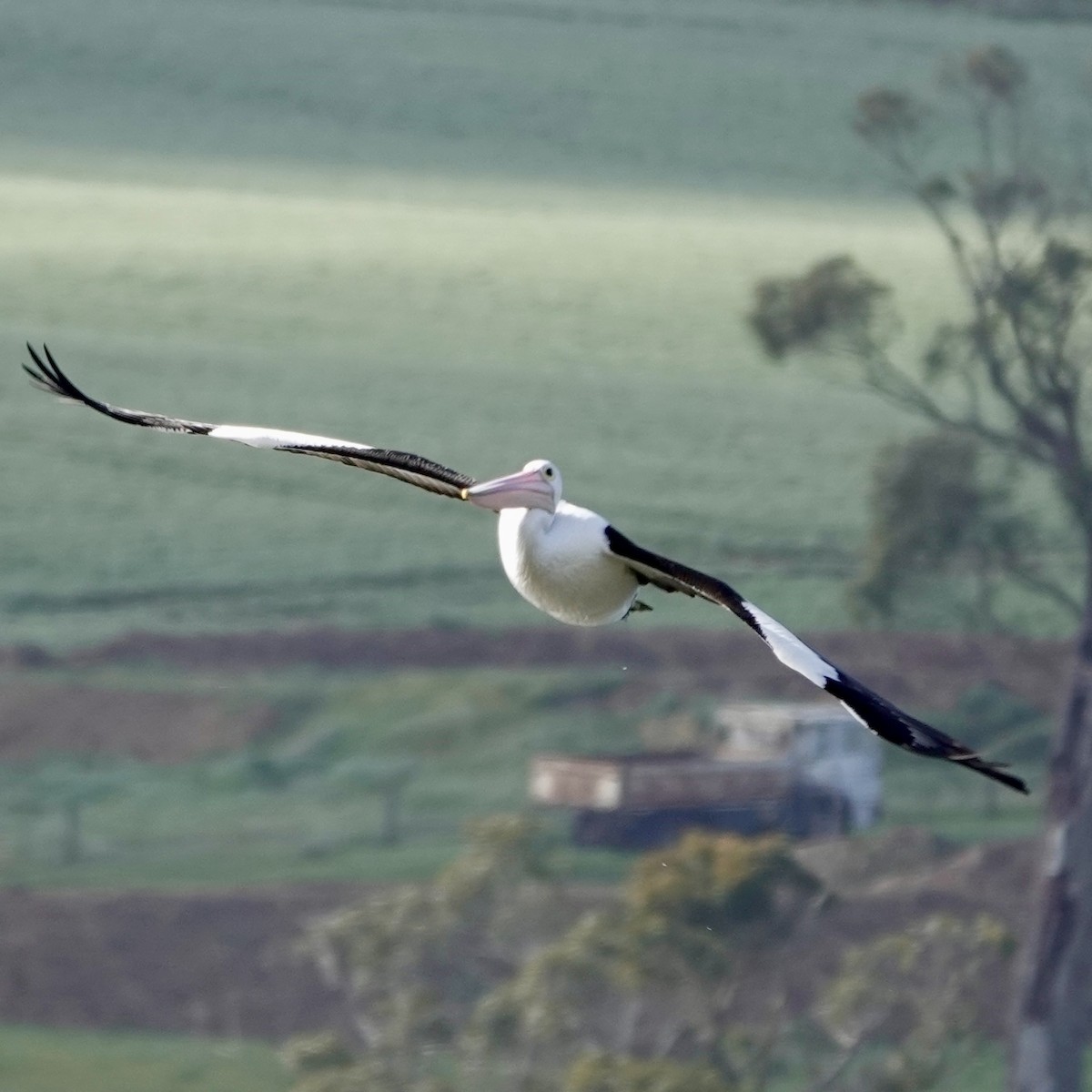 Australian Pelican - ML643175192