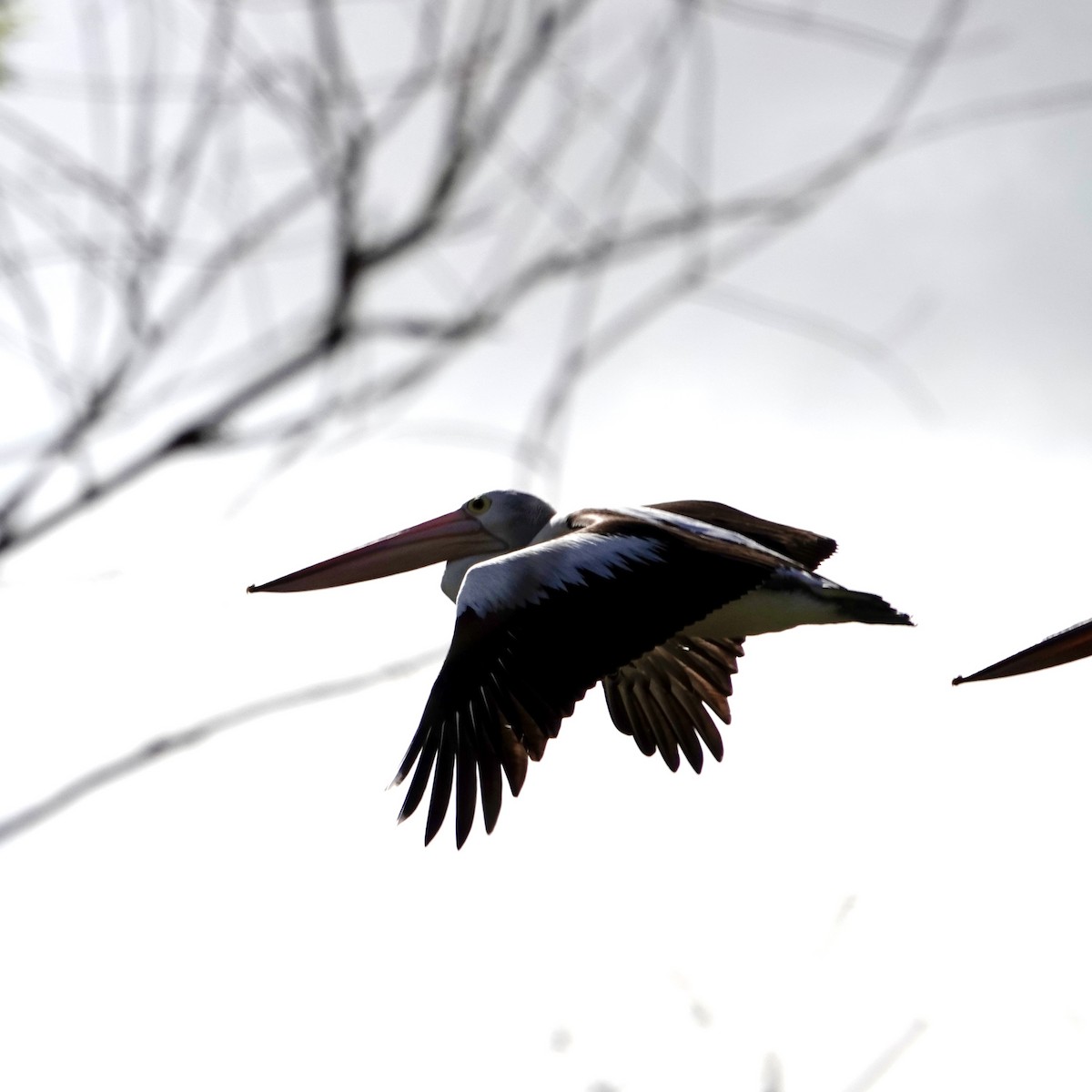 Australian Pelican - ML643175193