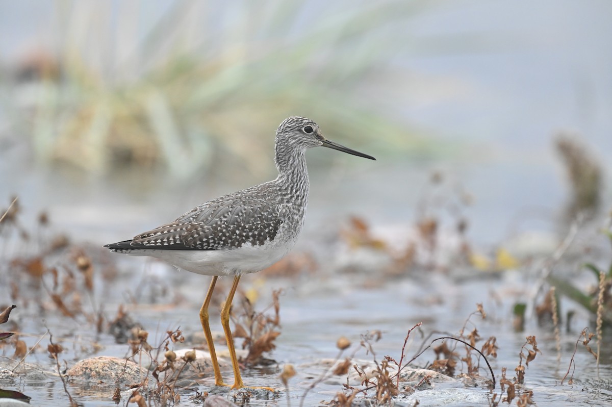 Greater Yellowlegs - ML643175194