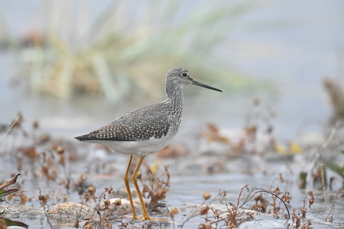 Greater Yellowlegs - ML643175195