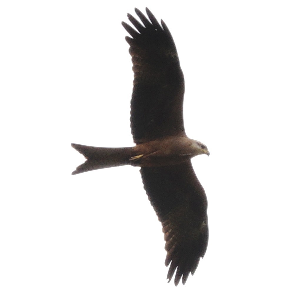 Black Kite - ML643175196
