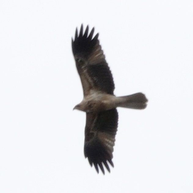 Whistling Kite - ML643175197