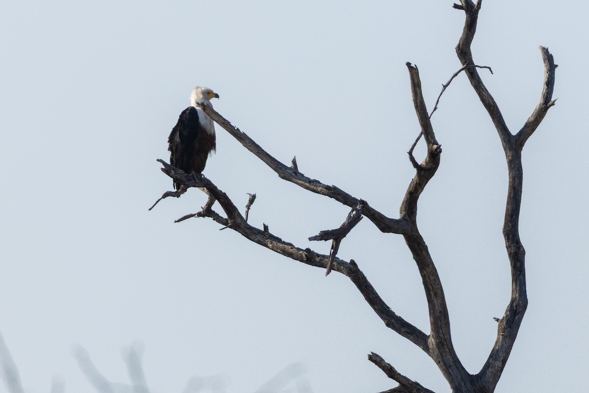 African Fish-Eagle - ML643175200