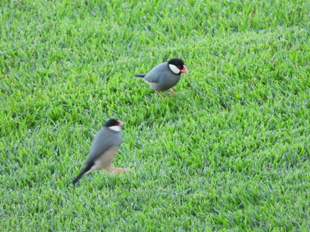 Java Sparrow - ML643175202