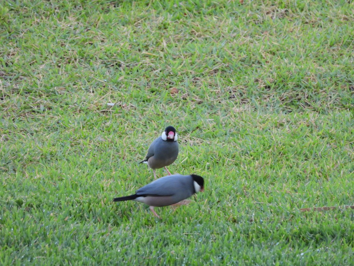 Java Sparrow - ML643175203