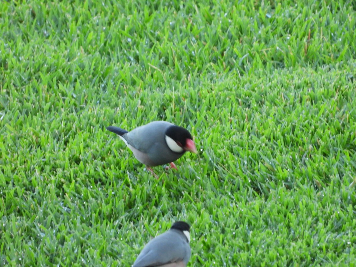 Java Sparrow - ML643175204