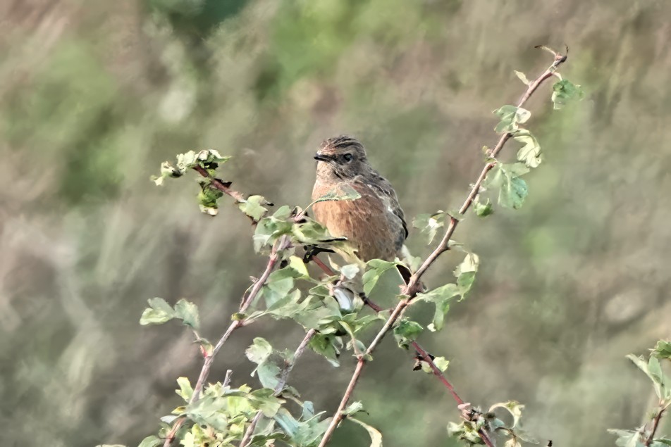 European Stonechat - ML643175205