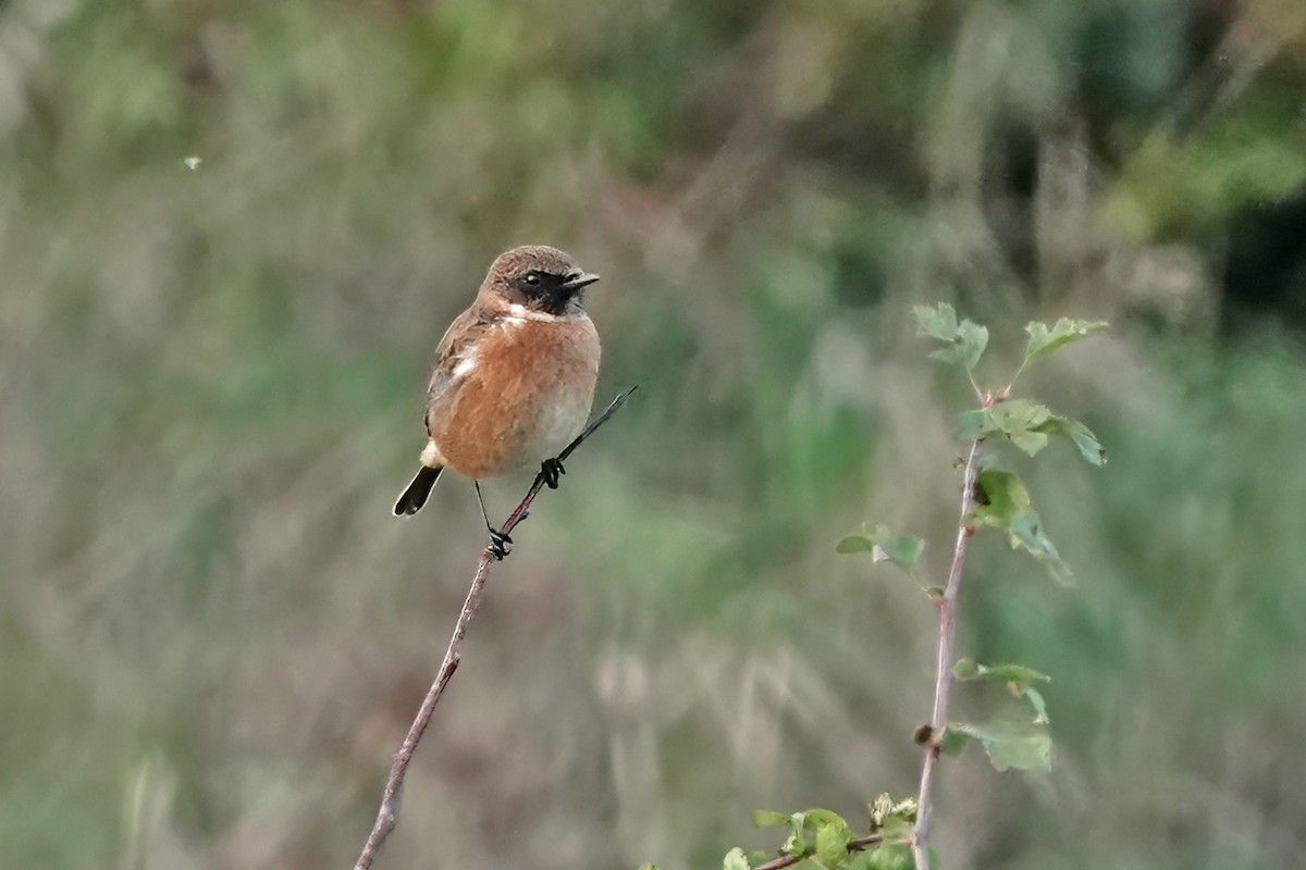 European Stonechat - ML643175206