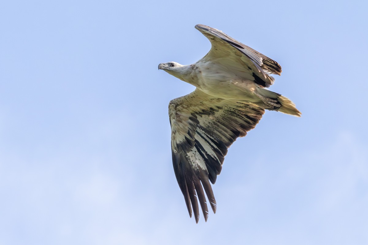White-bellied Sea-Eagle - ML643175207