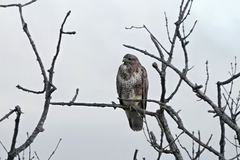 Common Buzzard - ML643175208