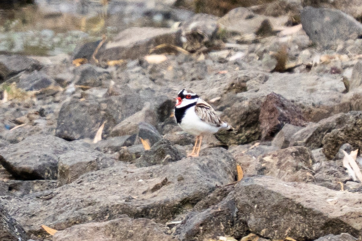 Black-fronted Dotterel - ML643175211