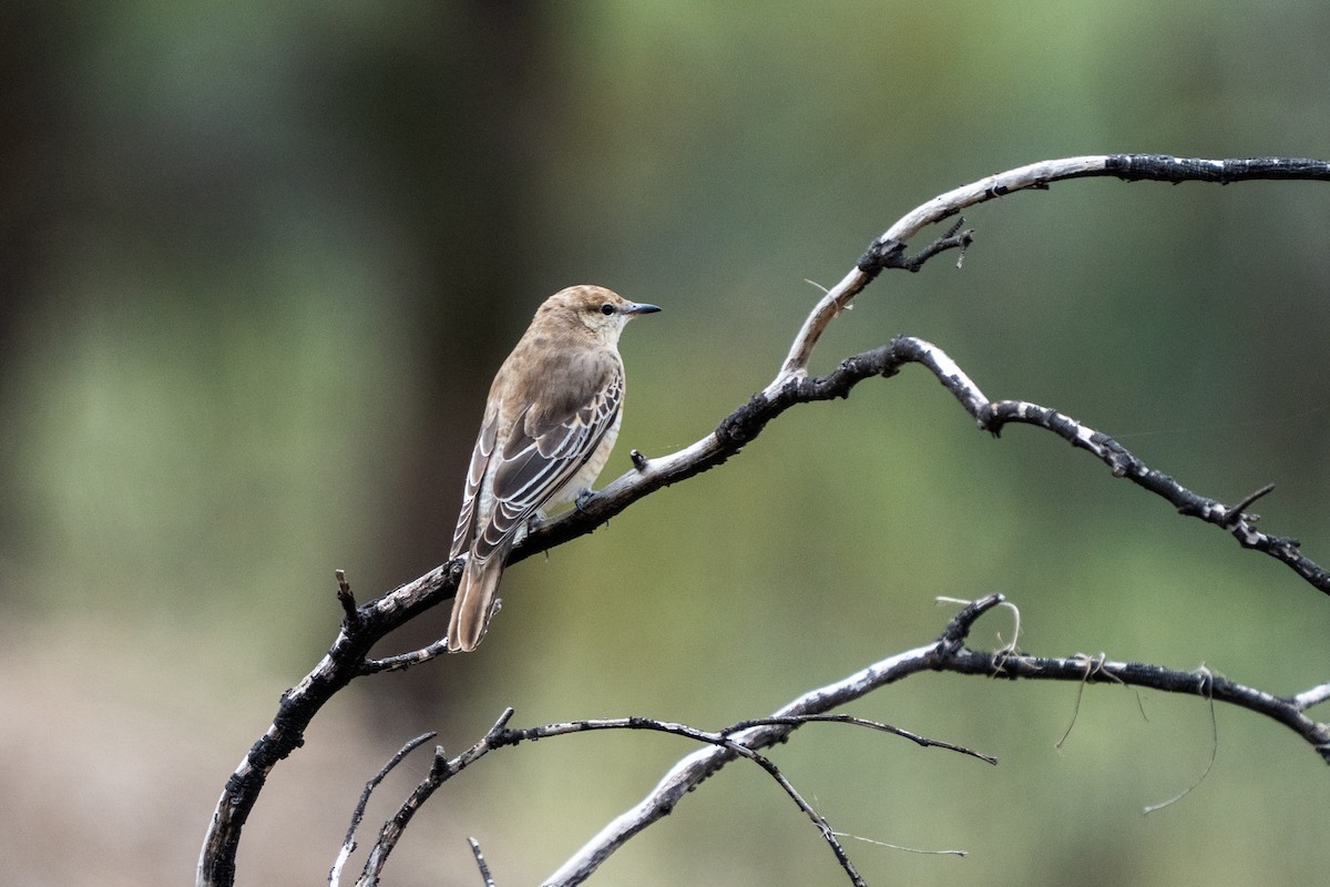 White-winged Triller - ML643175213