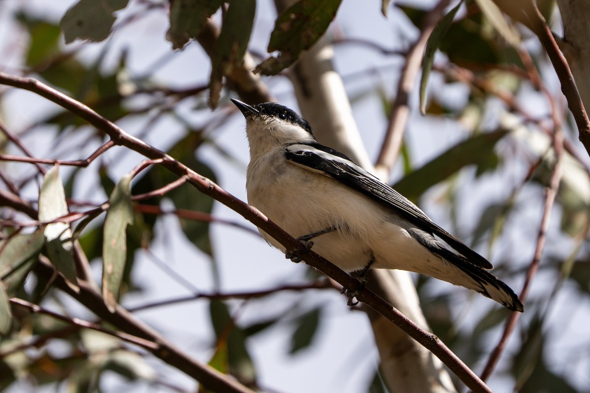 White-winged Triller - ML643175214