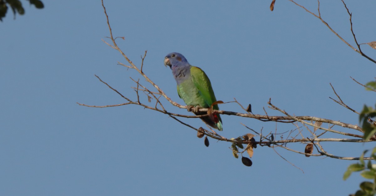 Blue-headed Parrot - ML643175215