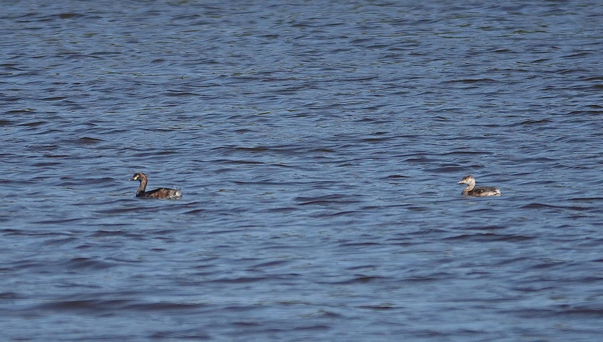 Australasian Grebe - ML643175216