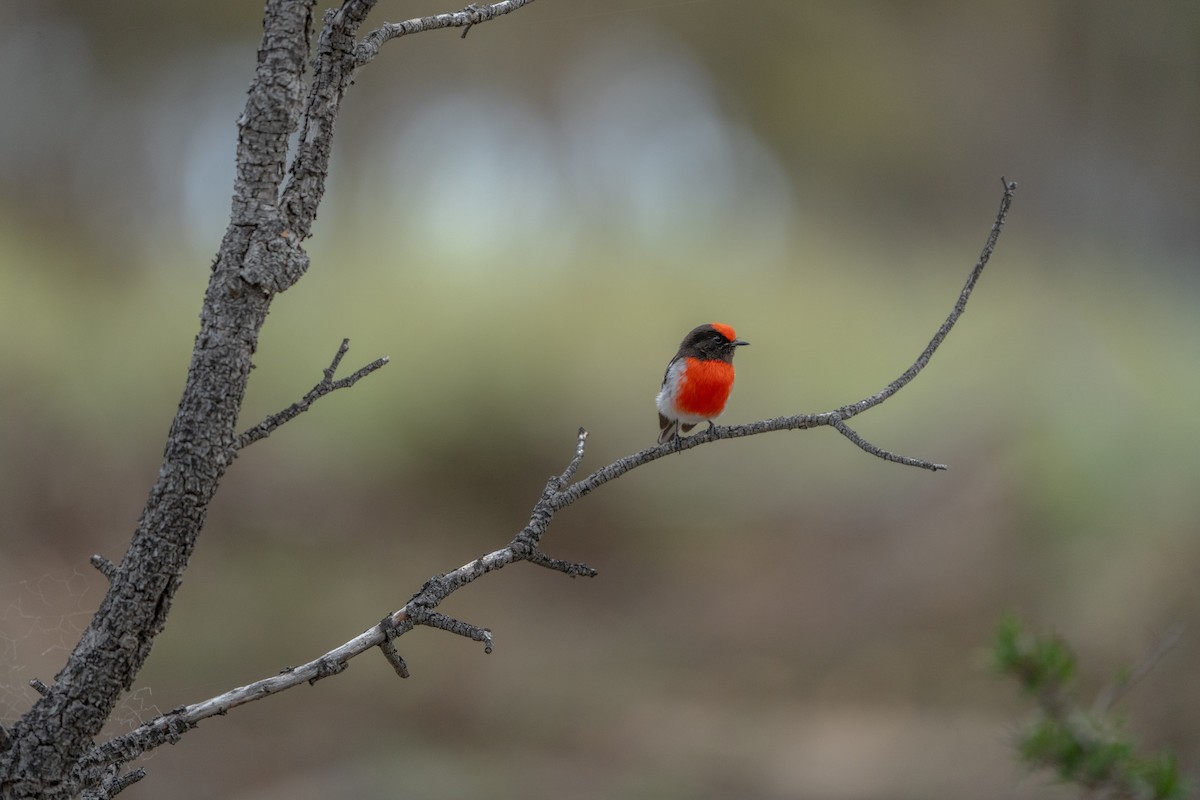 Red-capped Robin - ML643175217