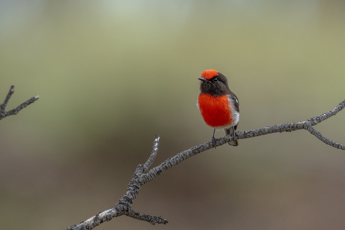Red-capped Robin - ML643175218