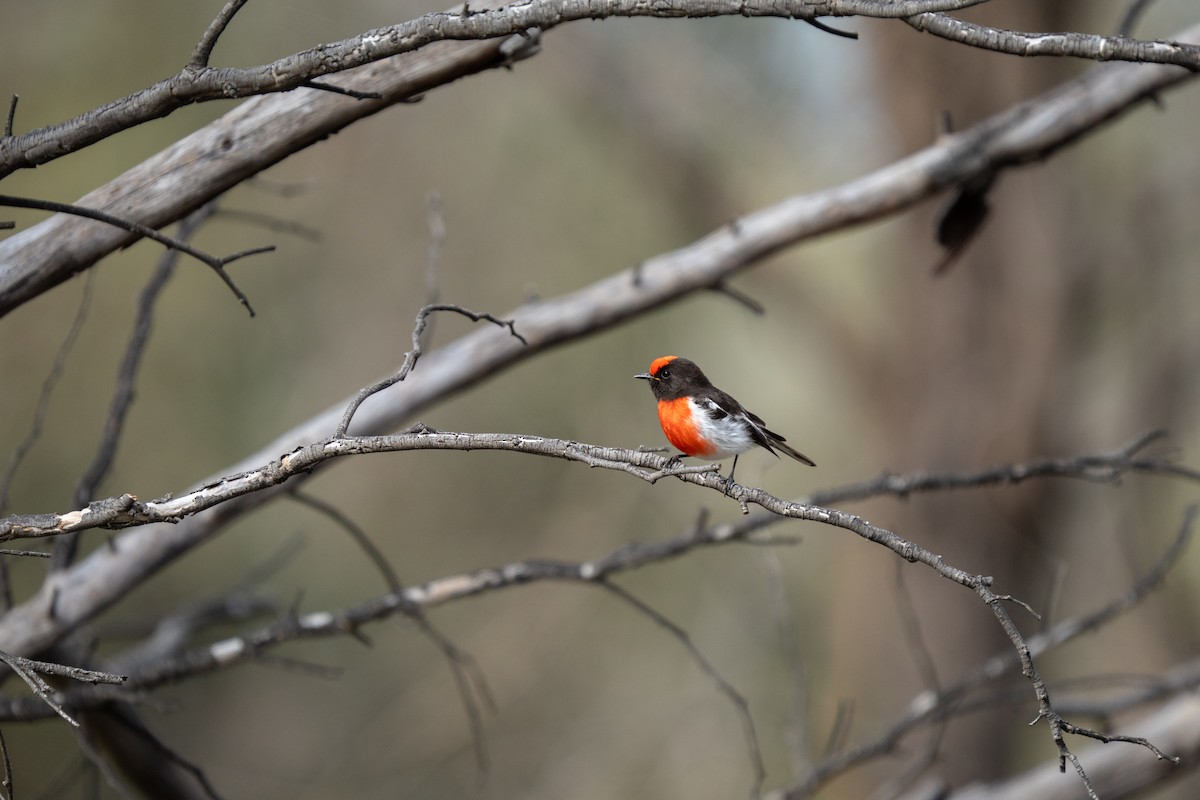 Red-capped Robin - ML643175219