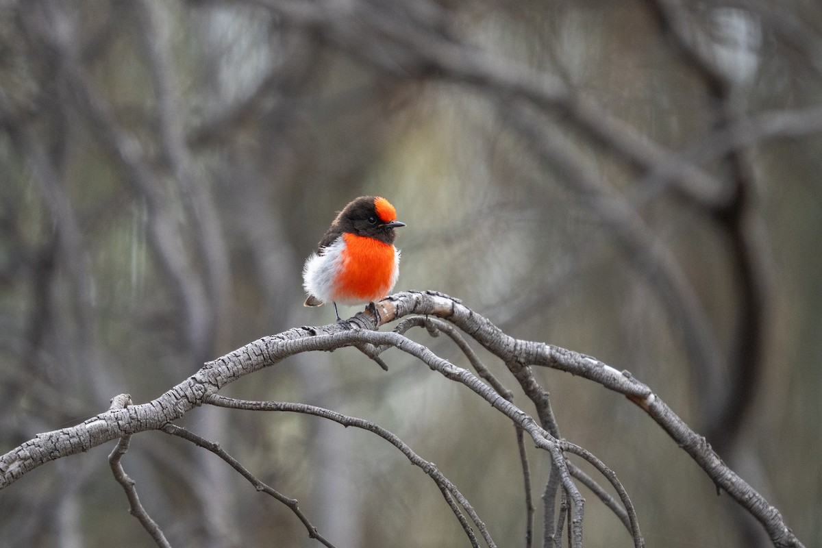 Red-capped Robin - ML643175220
